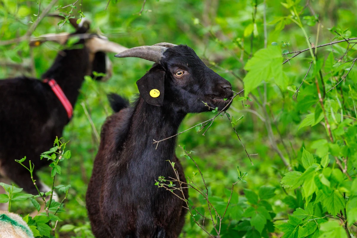 A dark-coated goat reaches into leafy branches.
