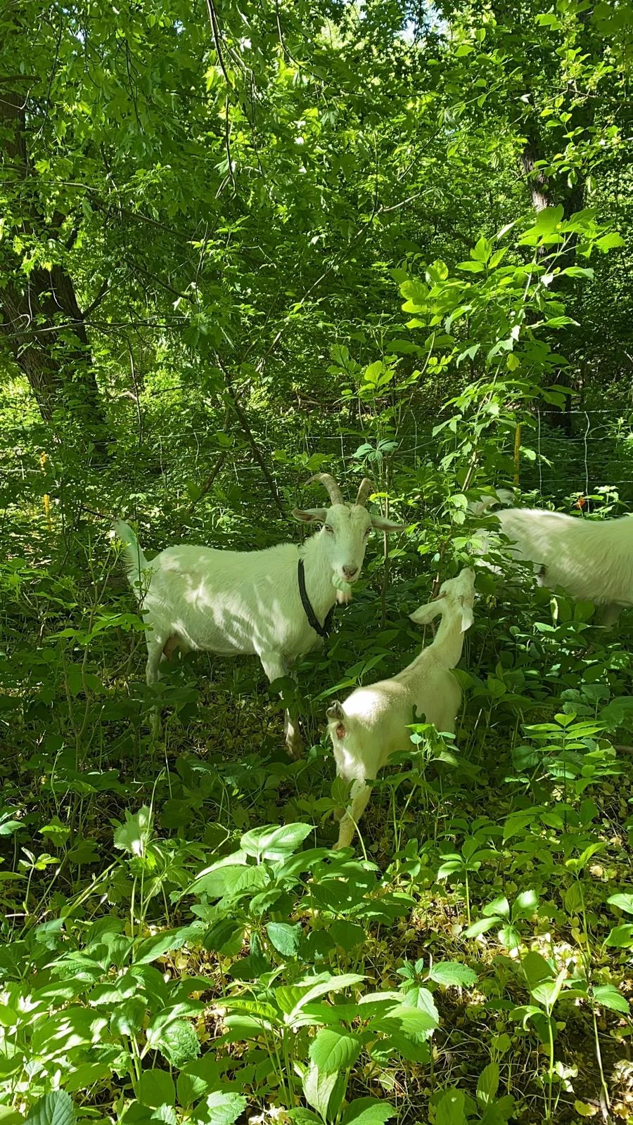 White goats browse woodland vegetation inside the fenced grazing area.