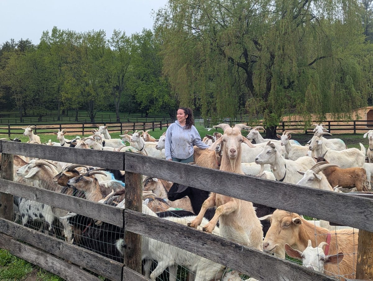 Caretaker walking with the Eco-Herd