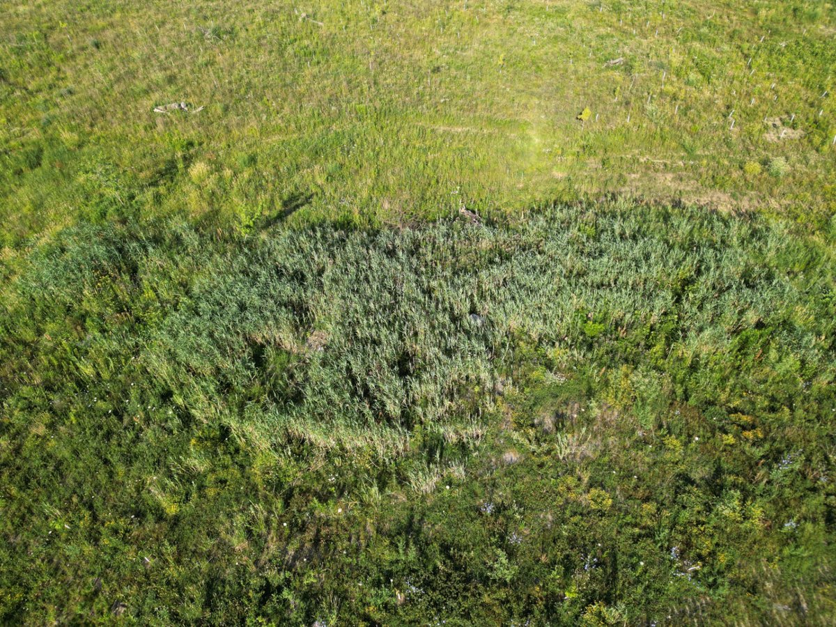 Dense phragmites before grazing began.