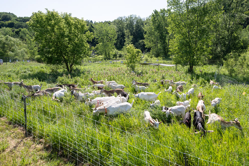 The Eco-Herd grazing across the open meadow inside portable fenced grazing areas.