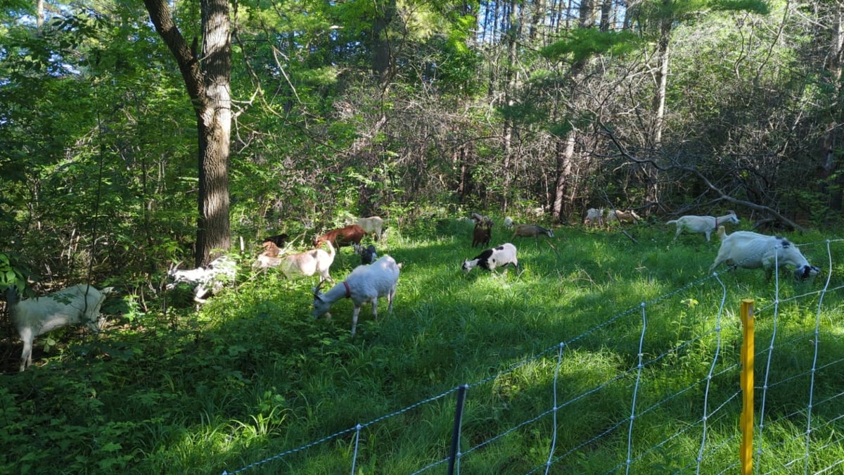 The Eco-Herd grazes a woodland fenced grazing area at Doon Heritage Village.