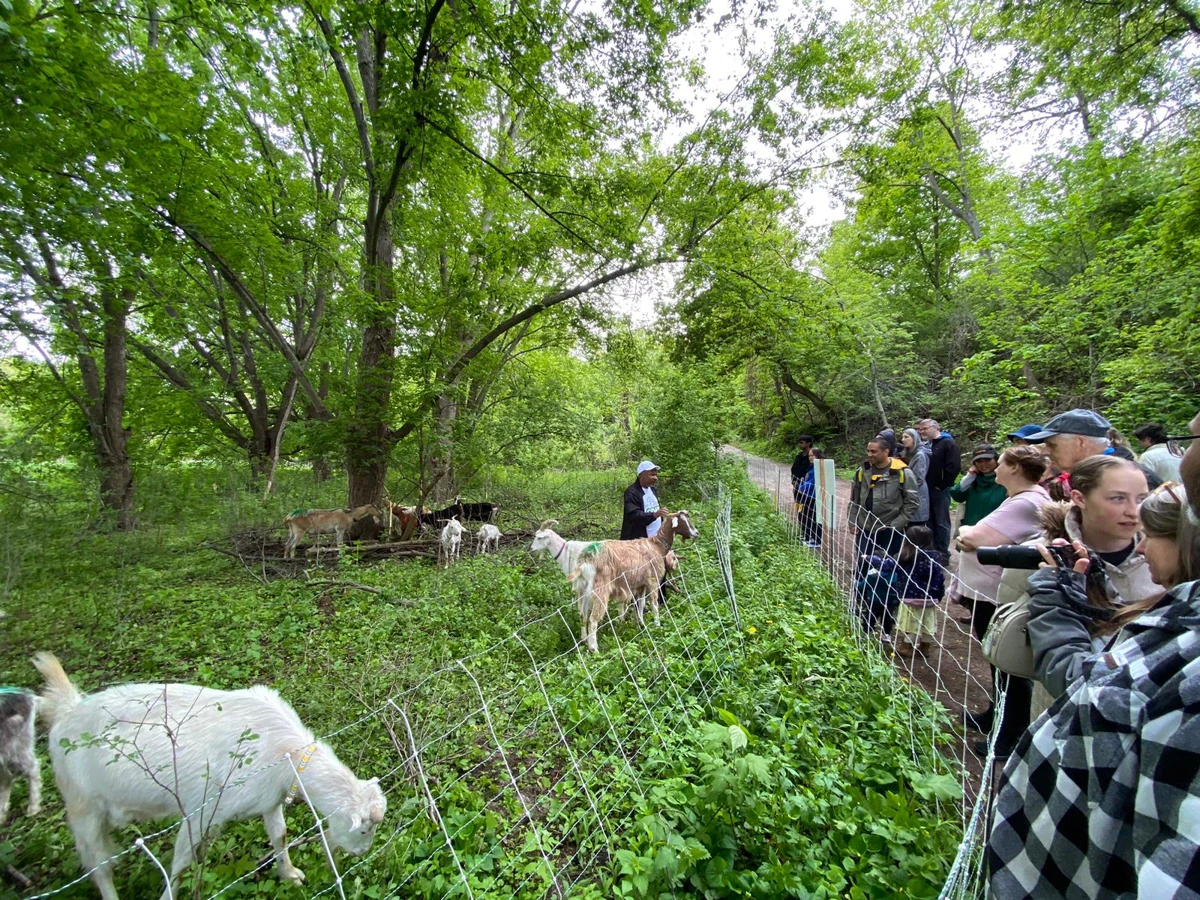 Visitors observe the working Eco-Herd beside the fenced grazing area.