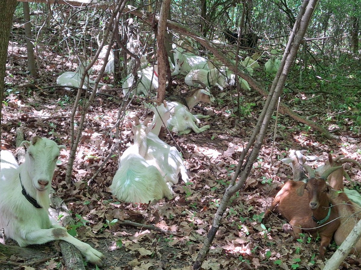 The herd resting in shade between grazing periods.