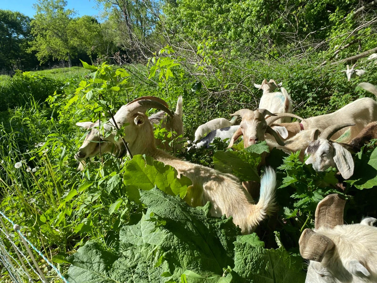 Several members of the Eco-Herd actively browse leafy vegetation.