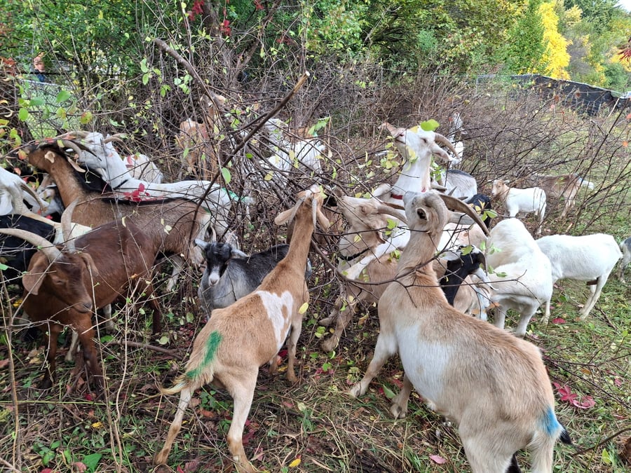 The Eco-Herd working collectively through dense woody growth.