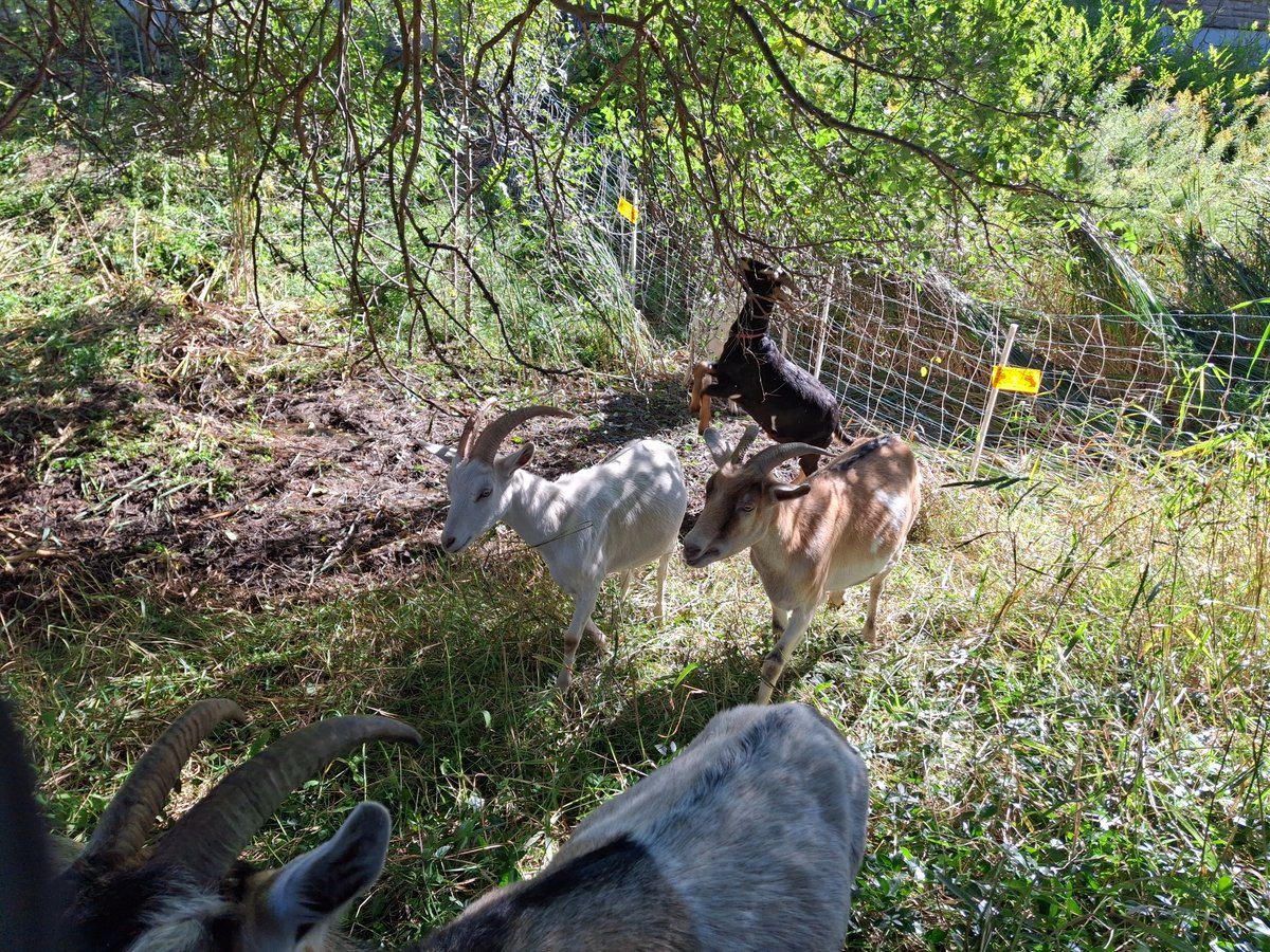 Goats within the managed mesh grazing area