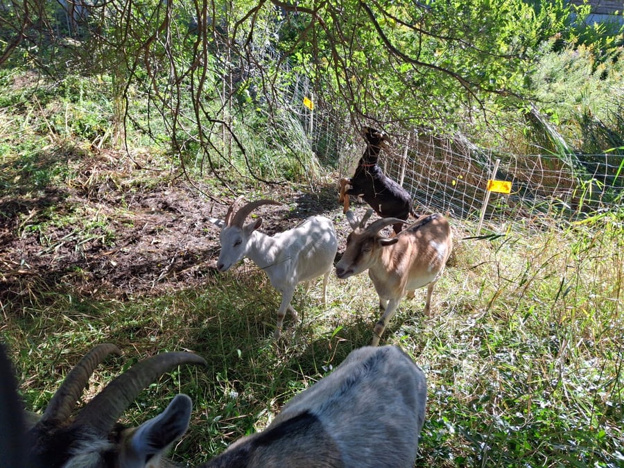 Managed grazing areas allow controlled herd movement through the site.