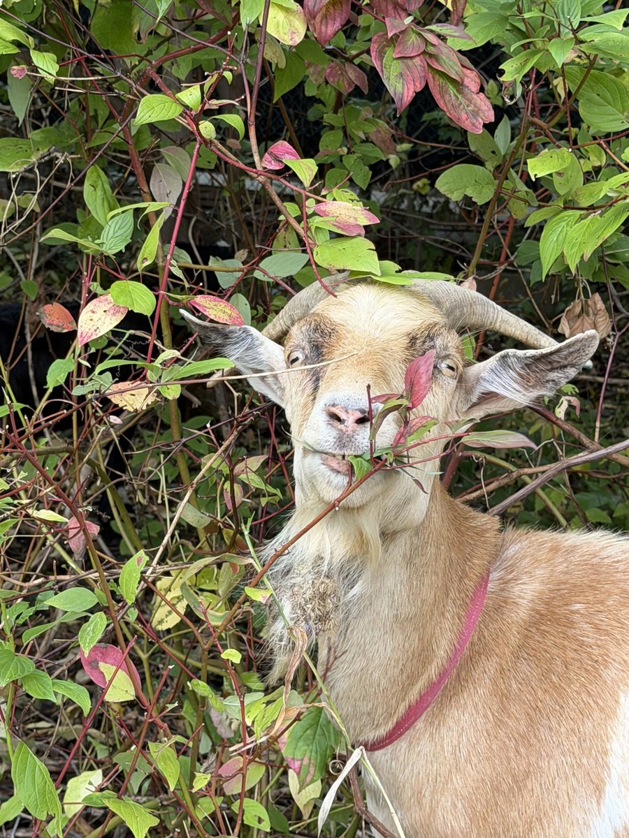 Goats in tall vegetation