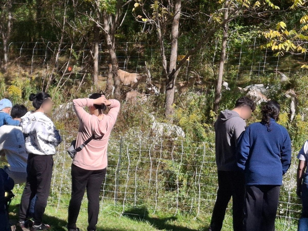 People gather at the fence to observe the goats browsing.
