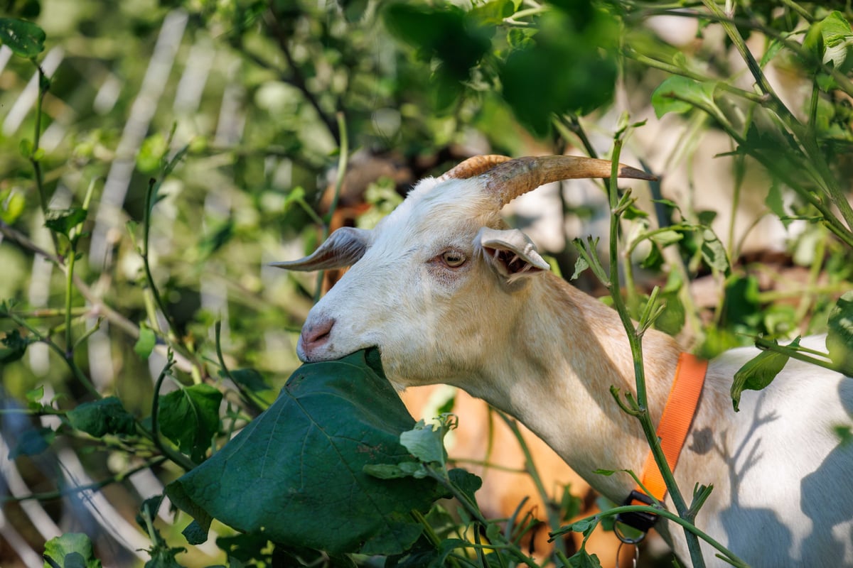 The herd working through mixed vegetation.