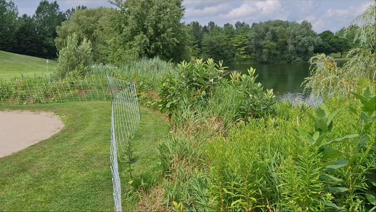 Overgrown shoreline vegetation before grazing.