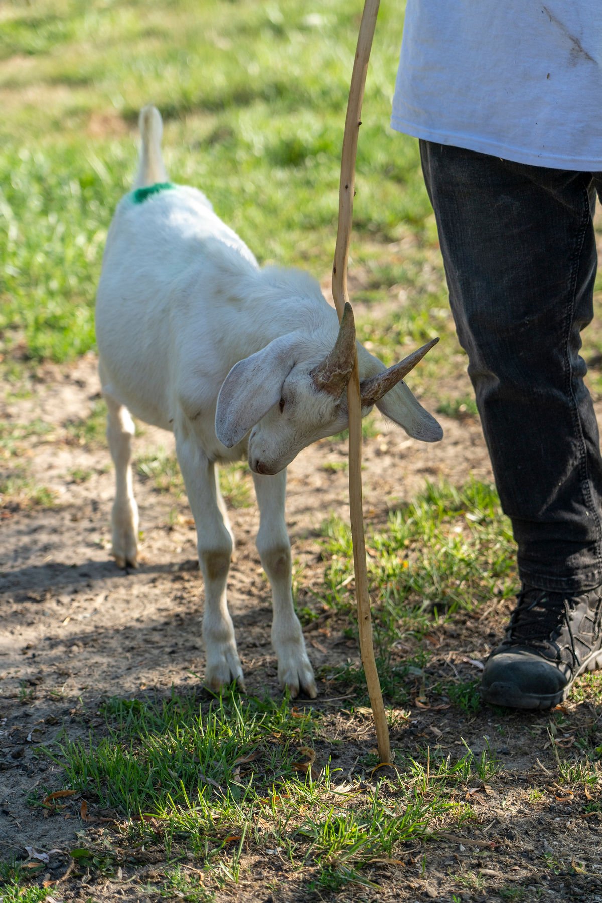 A goat building trust with its caretaker