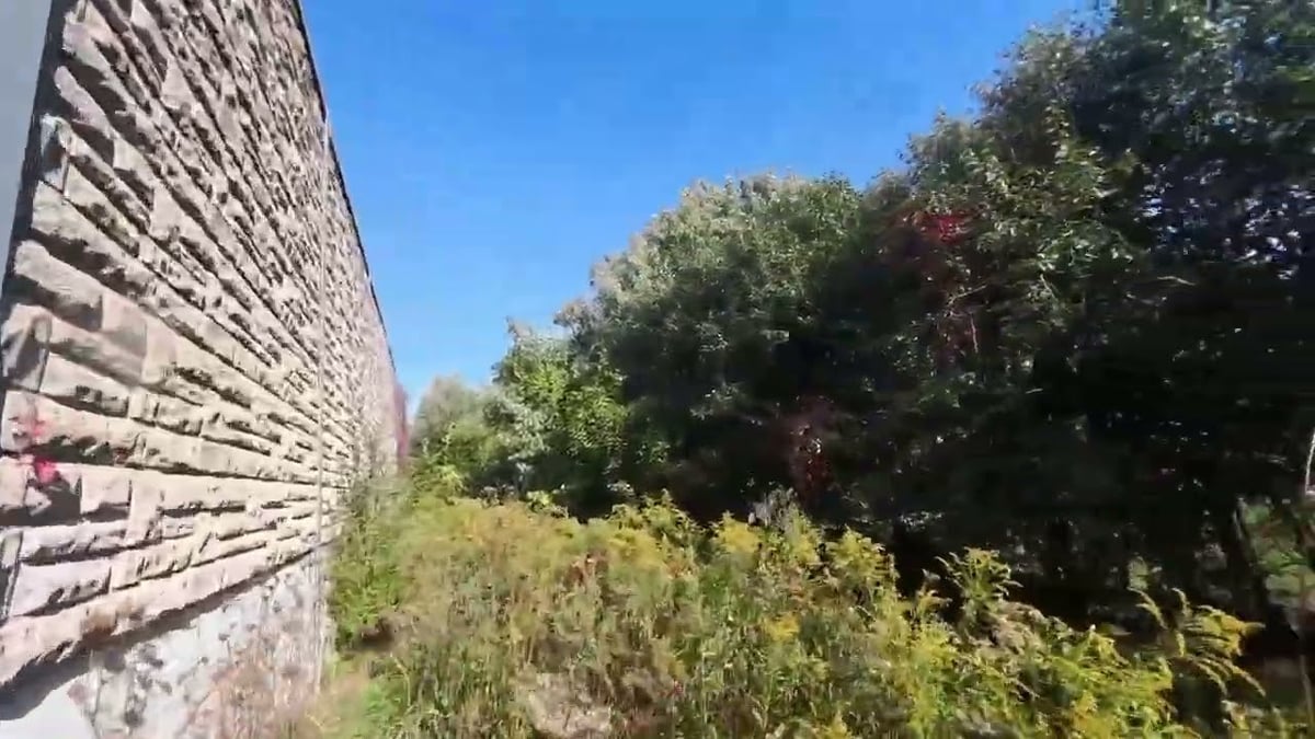 Dense goldenrod, grasses and brush along the sound wall before grazing