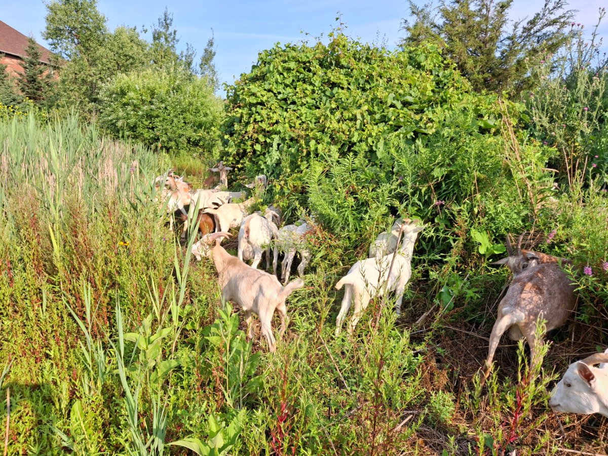 O'Connor Park — Sensitive Habitat Management