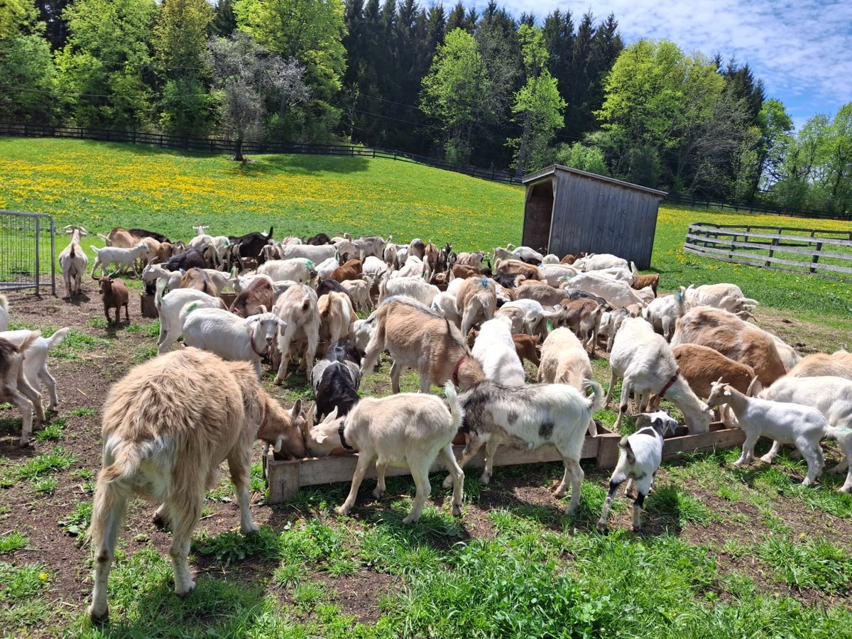 The herd feeding as part of daily care