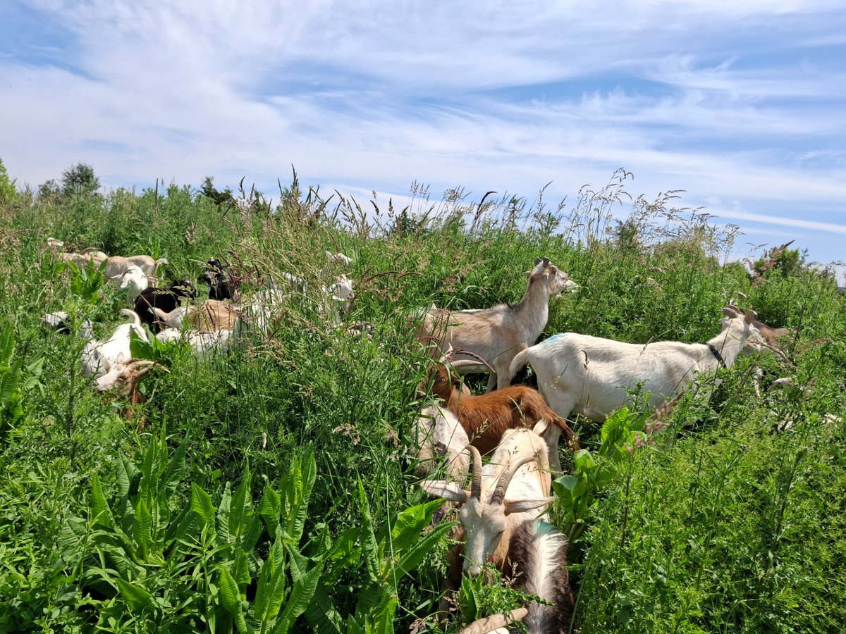 The Eco-Herd grazing the urban meadow above the wetland.
