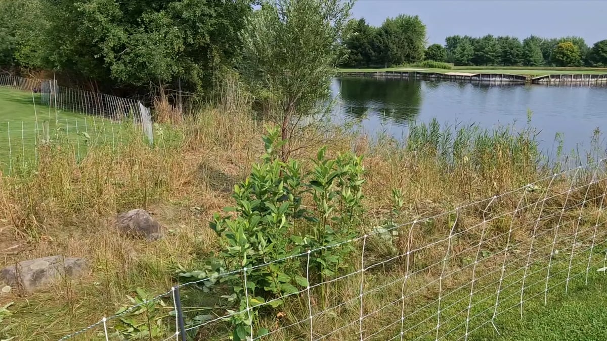 Golf Course Shoreline — after