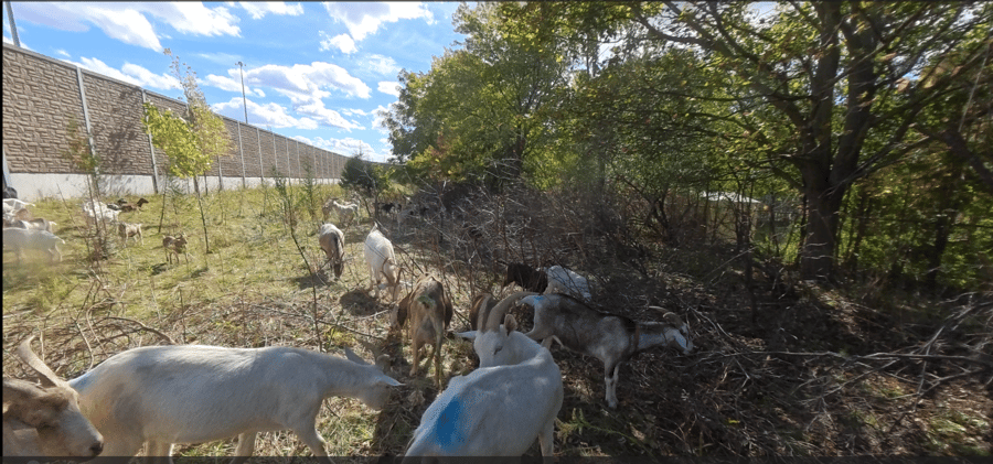 Goats working the woody edge