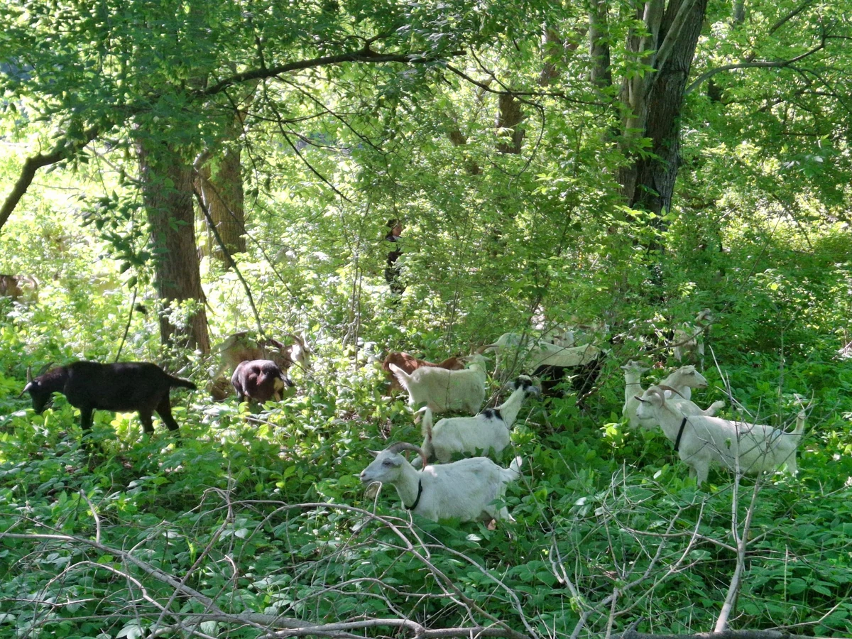 The working Eco-Herd browses in the Erindale Park woodland.