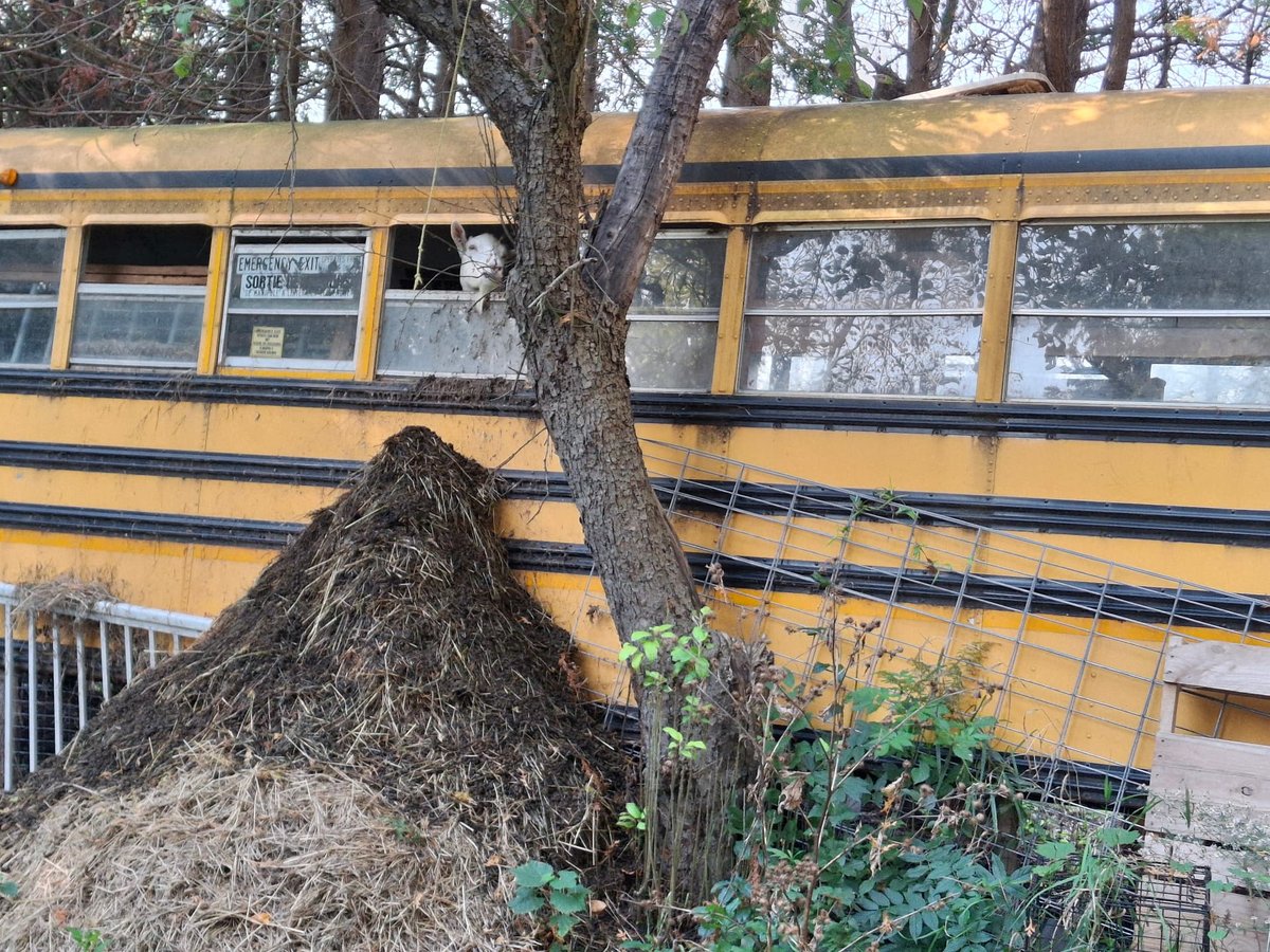 A goat looking out from the window of the converted school bus