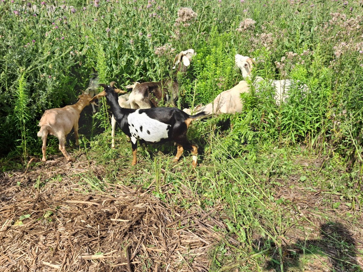 Mixed native and invasive vegetation around the wetland edge.