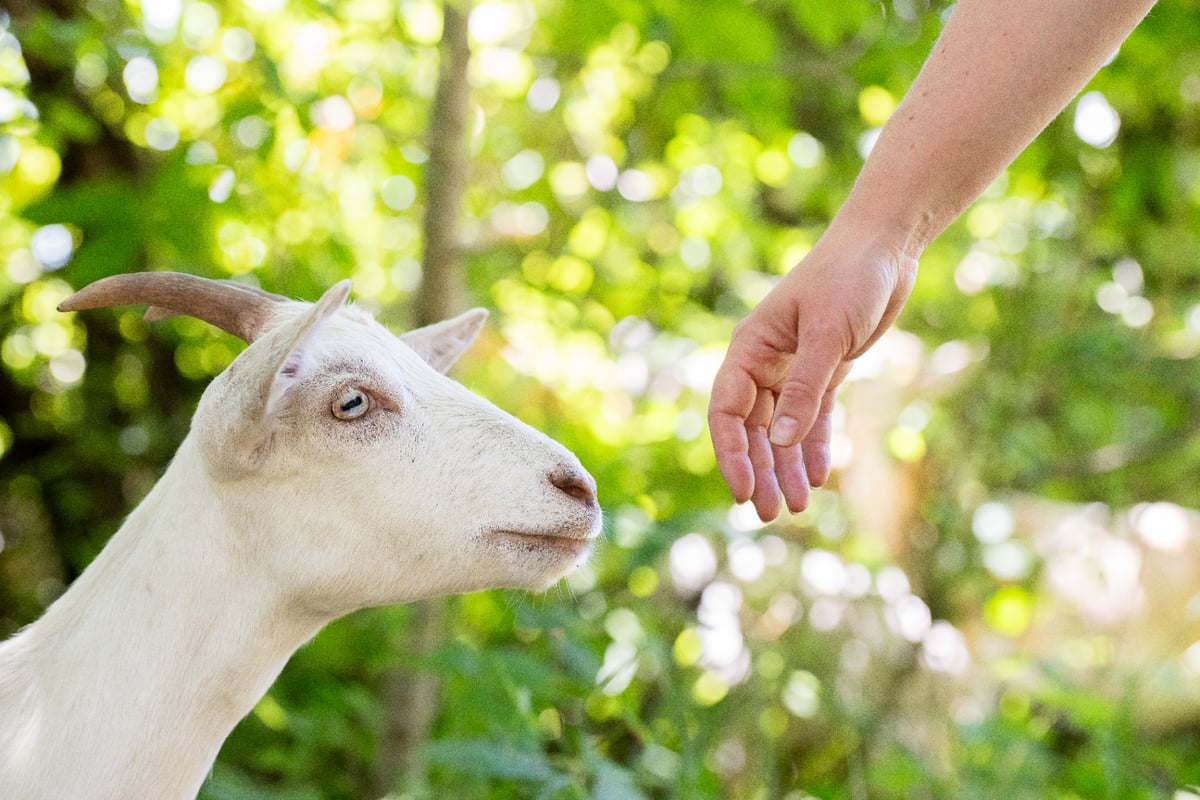 A goat approaching an outstretched hand