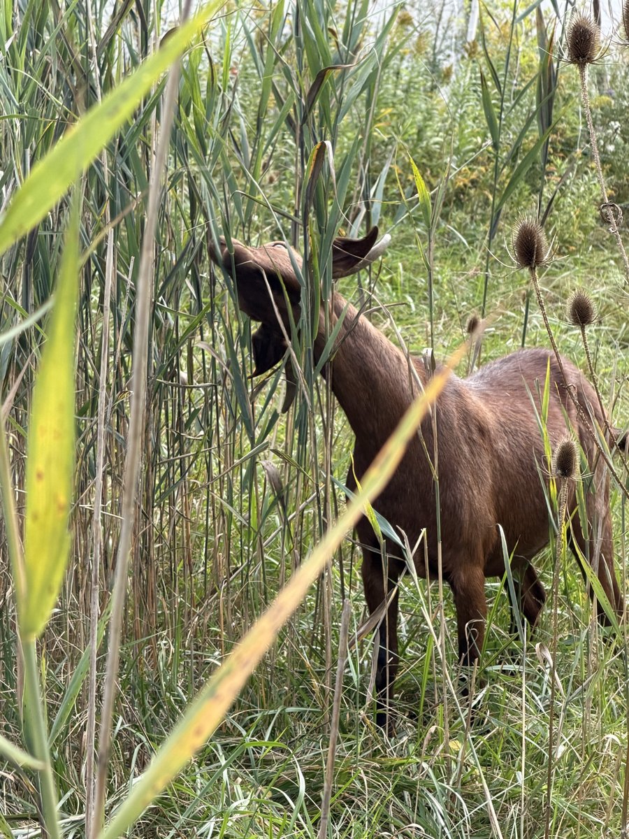 Goat browsing tall vegetation