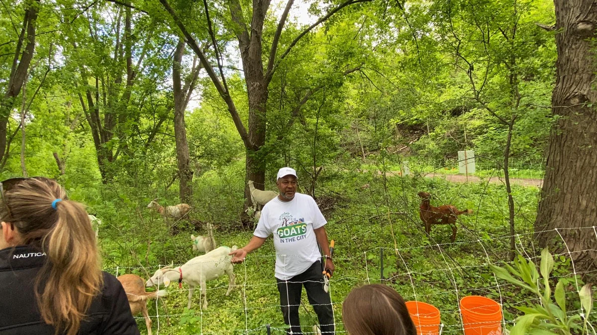 The Eco-Shepherd discusses prescribed grazing with visitors beside the working herd.