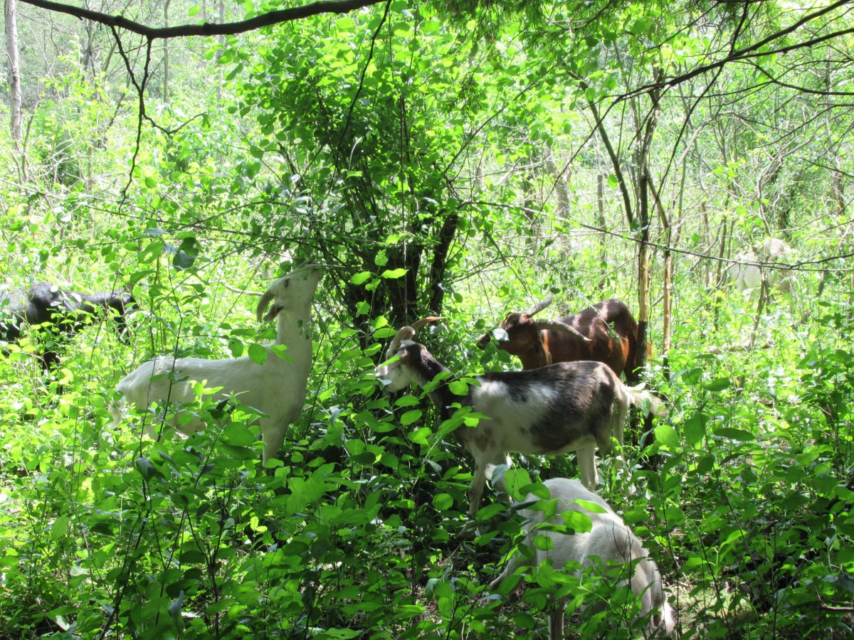 CBC Hamilton and CHCH News — Goats Destroy Invasive Buckthorn One Bite at a Time