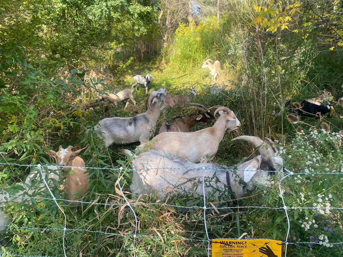 Members of the Eco-Herd browse vegetation inside their temporary fenced grazing area.