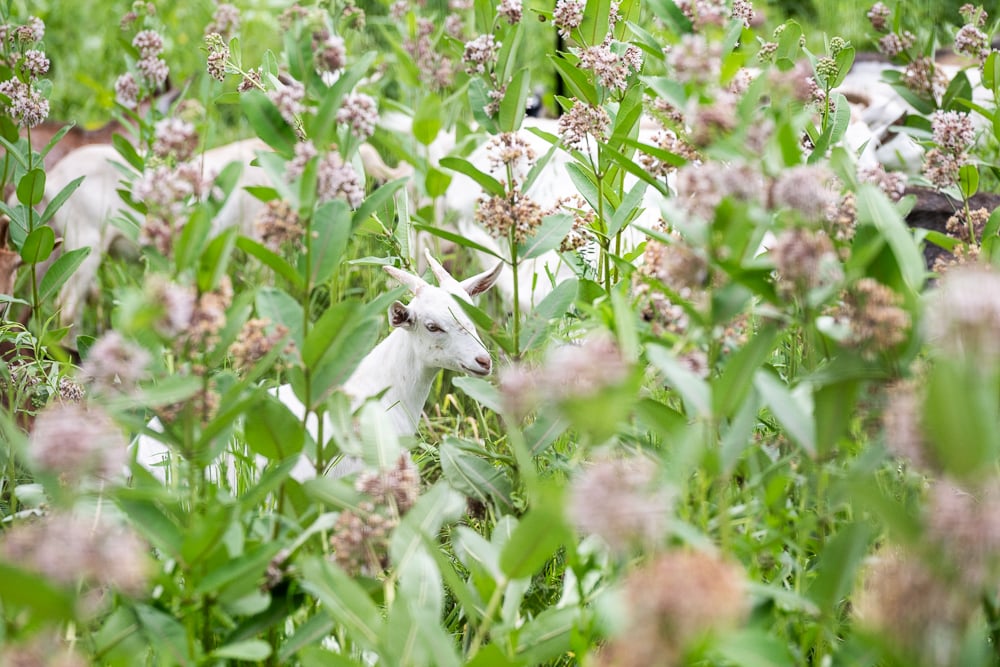 Milkweed monitored and protected throughout the grazing period.