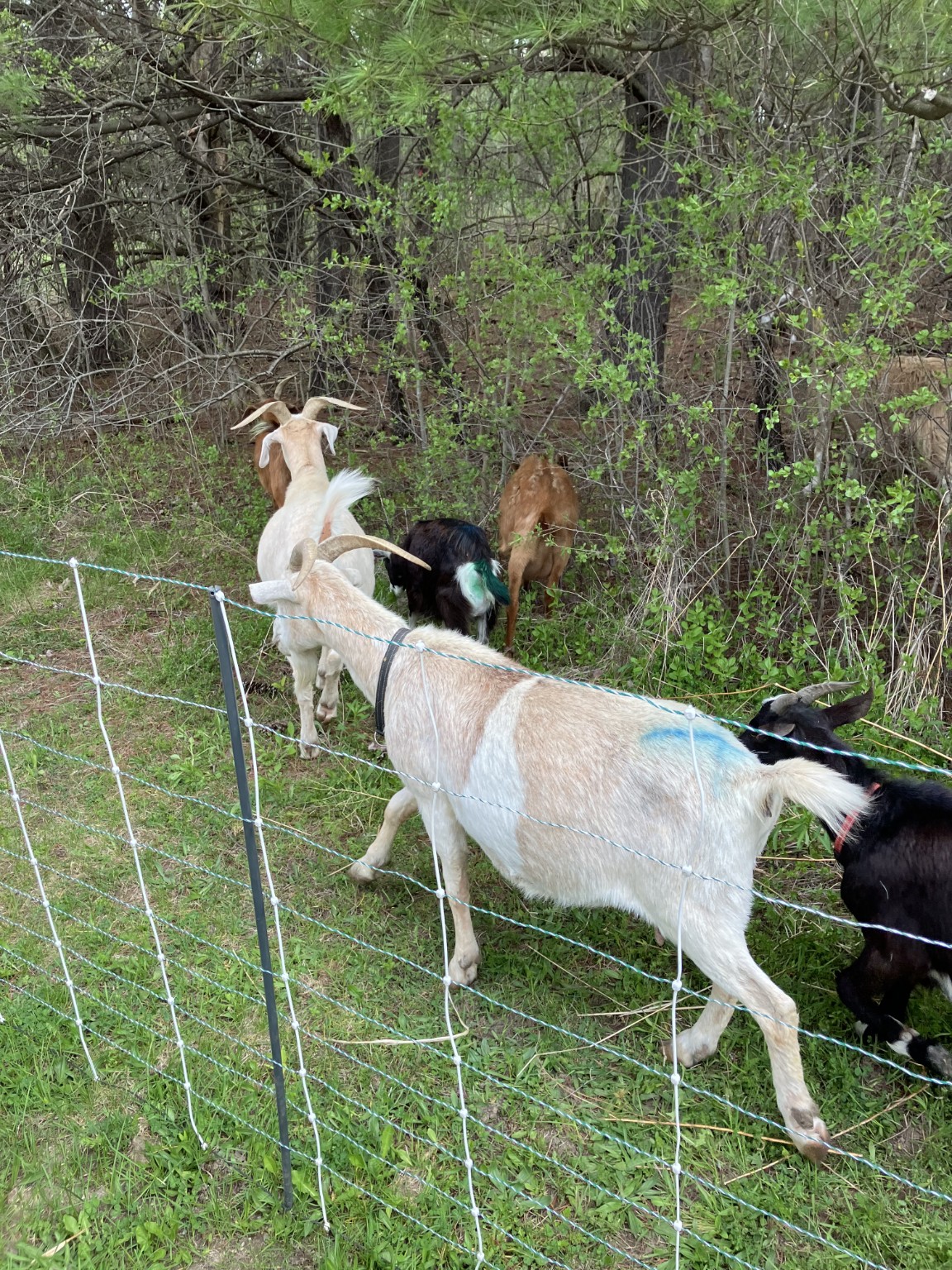 Goats browse vegetation along the temporary electric mesh fenceline.