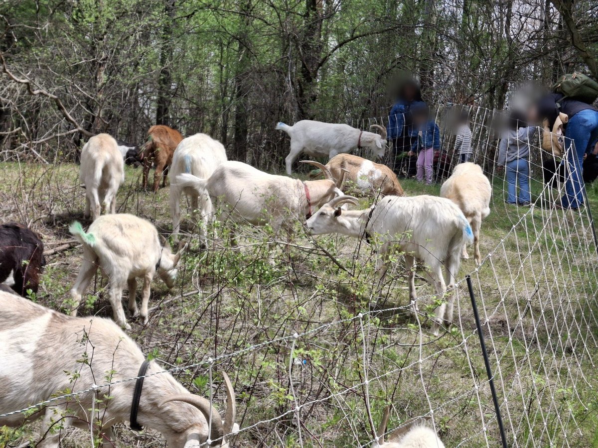 Families watch the herd browse from outside the fenced grazing area.