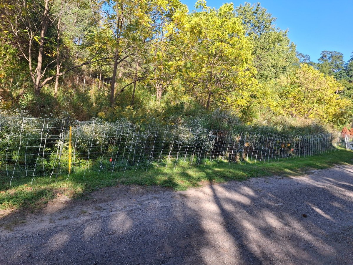 The fenced grazing area is prepared at Erindale Park ahead of the festival.