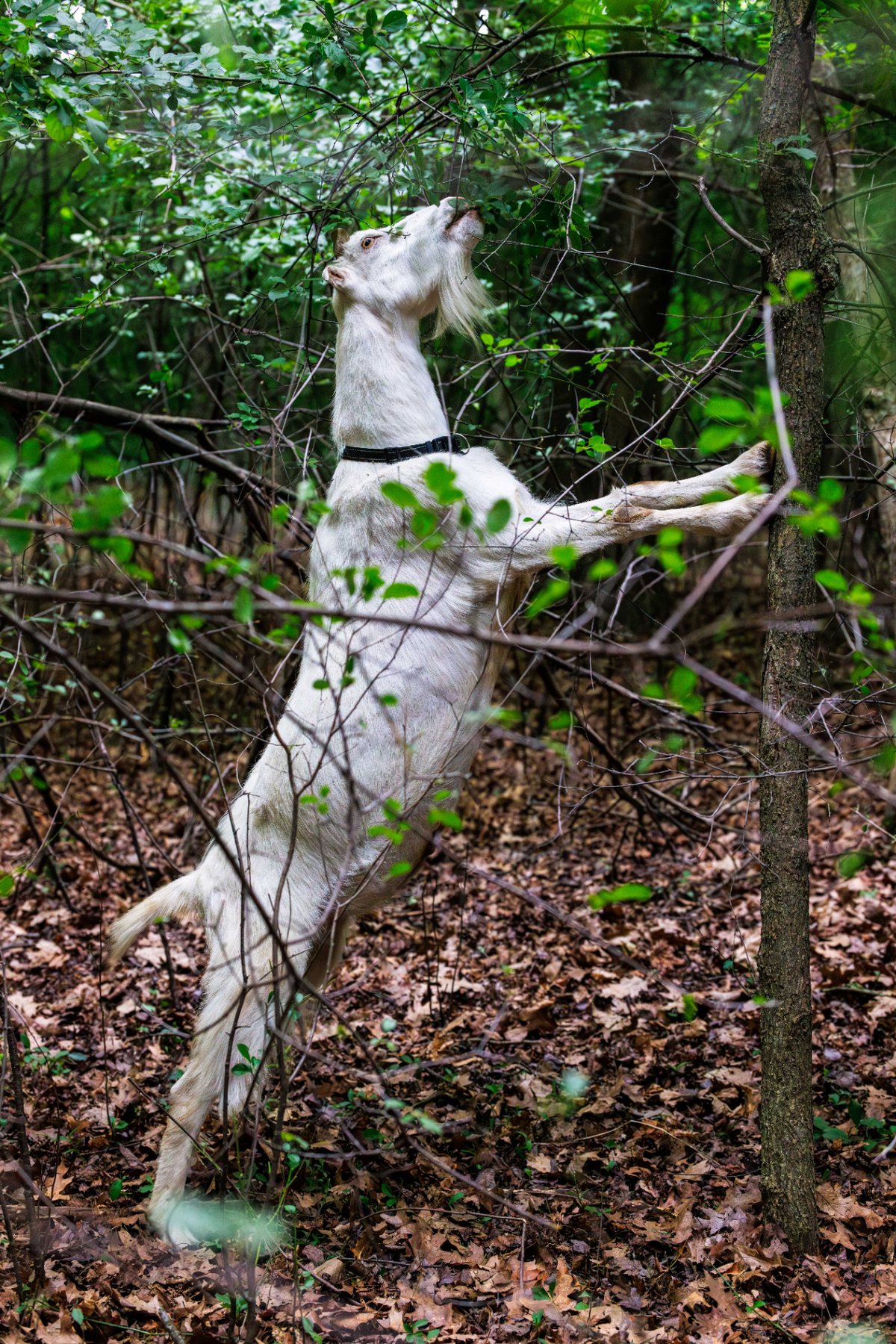 A goat reaching high into the canopy for buckthorn leaves. Photo: Adam Pulicicchio Photography.