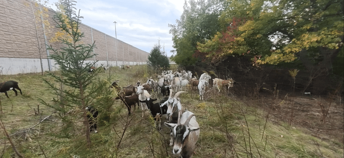 Eco-Herd at scale within a treatment area