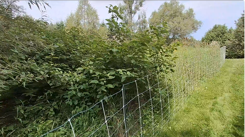 Woodland edge after grazing, with the understory opened up.
