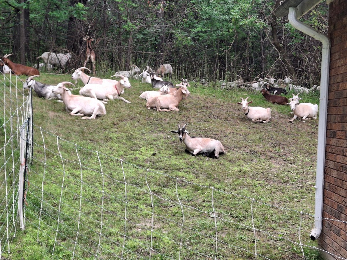 The herd rests between browsing sessions beside a heritage building.