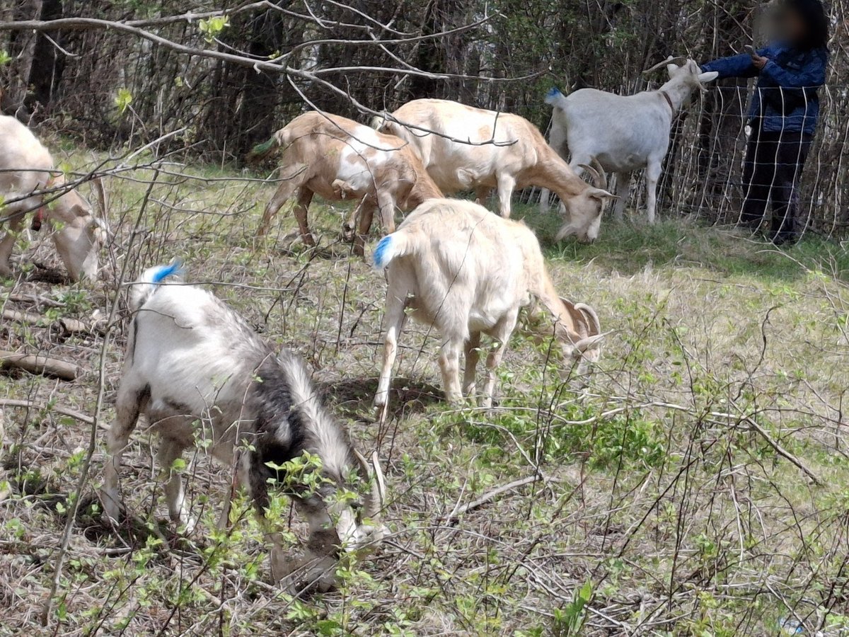 Goats browse brush while a visitor observes from the fence.