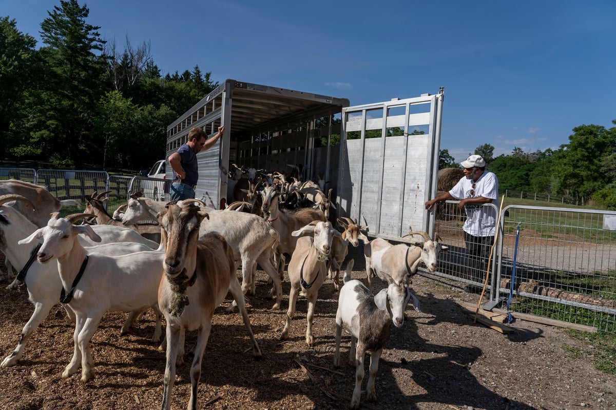The Eco-Herd arriving on site