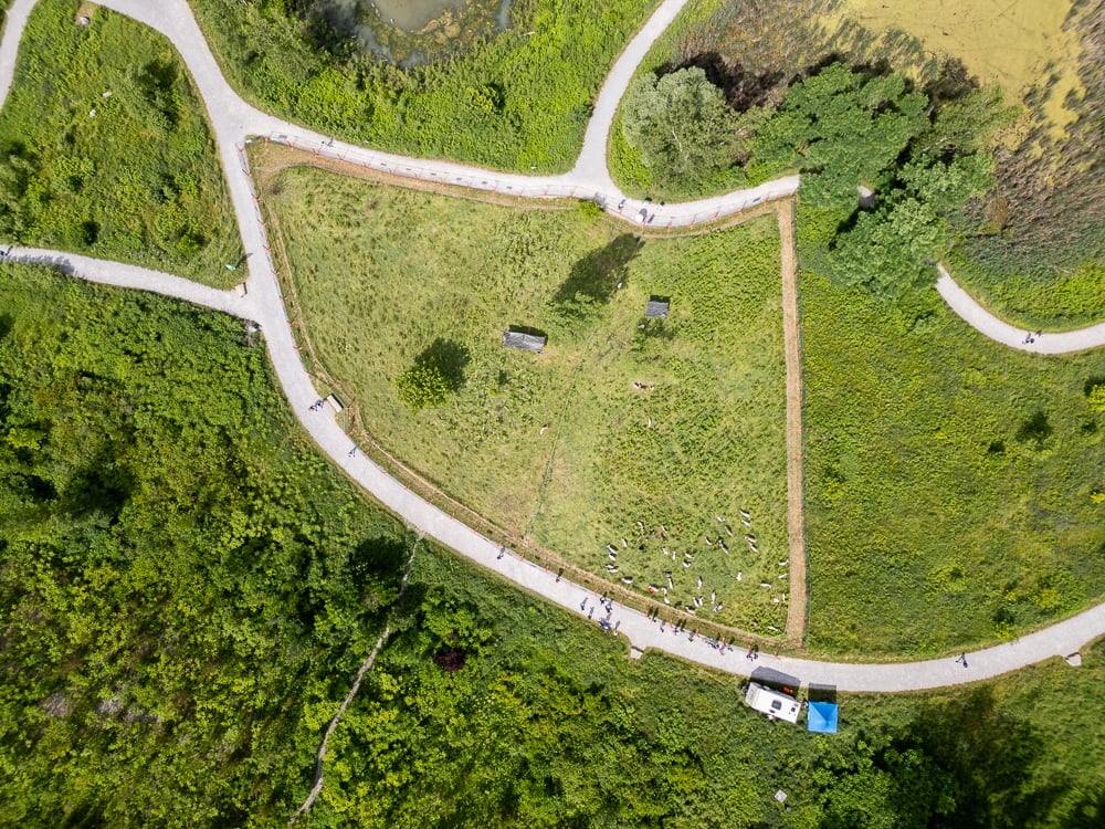 Aerial view of the Eco-Herd grazing within a fenced grazing area, showing surrounding pathways, equipment, and vegetation