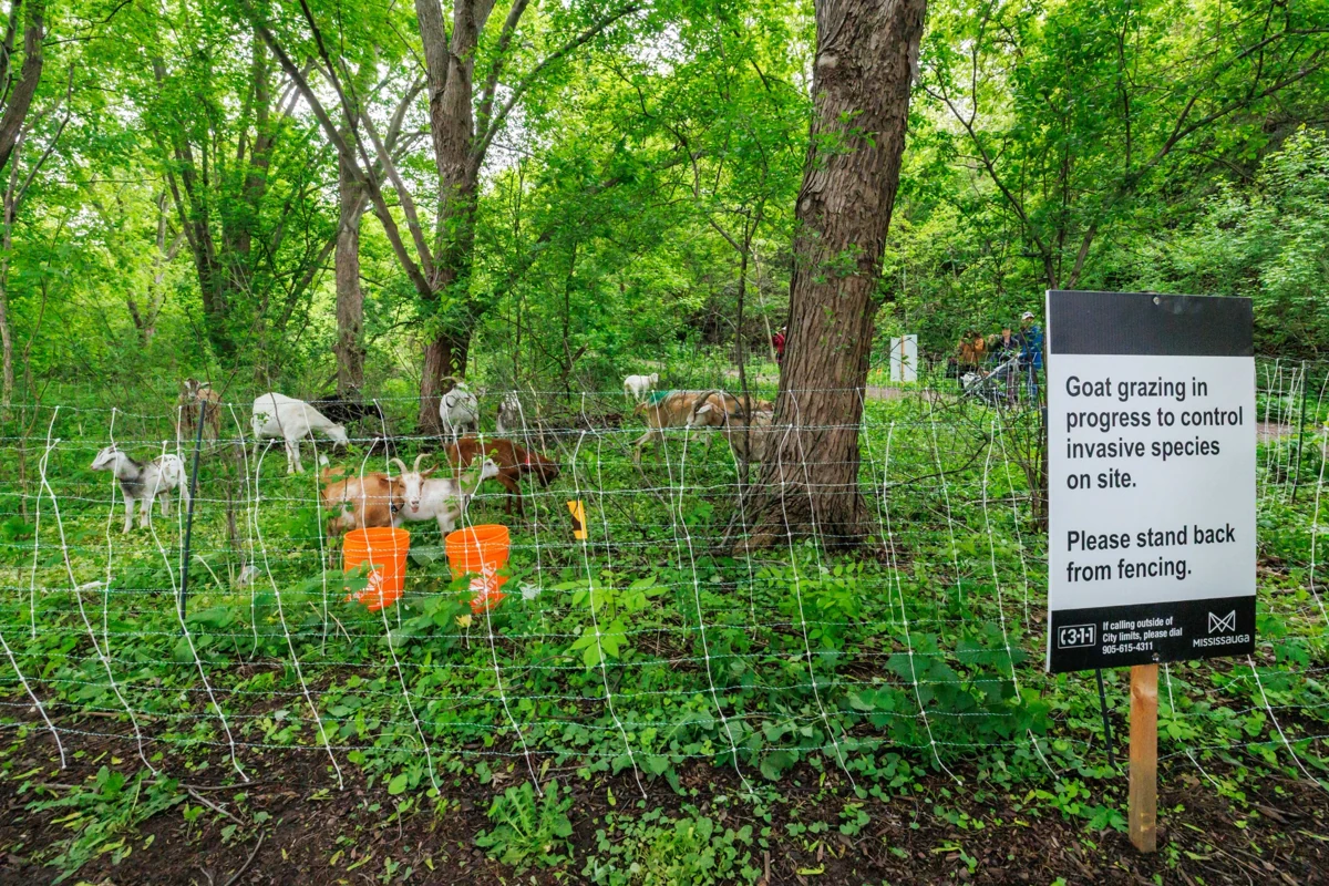 The working Eco-Herd and City of Mississauga grazing signage at Erindale Park.