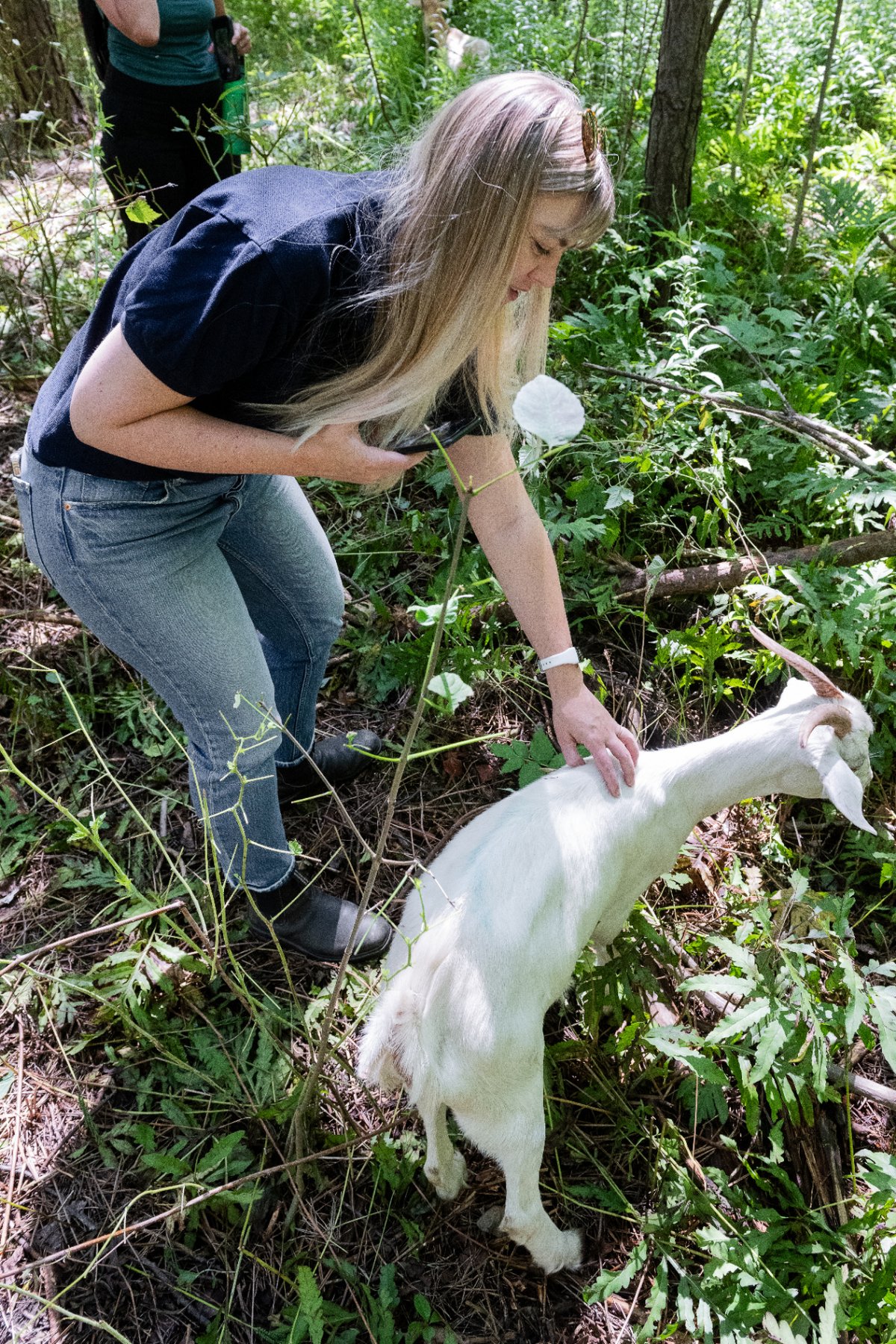 City of Toronto staff greeting a goat at New Lowell