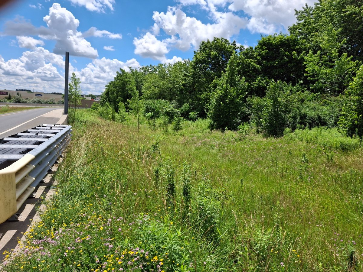 Roadside context of the Highway 7/8 site before grazing