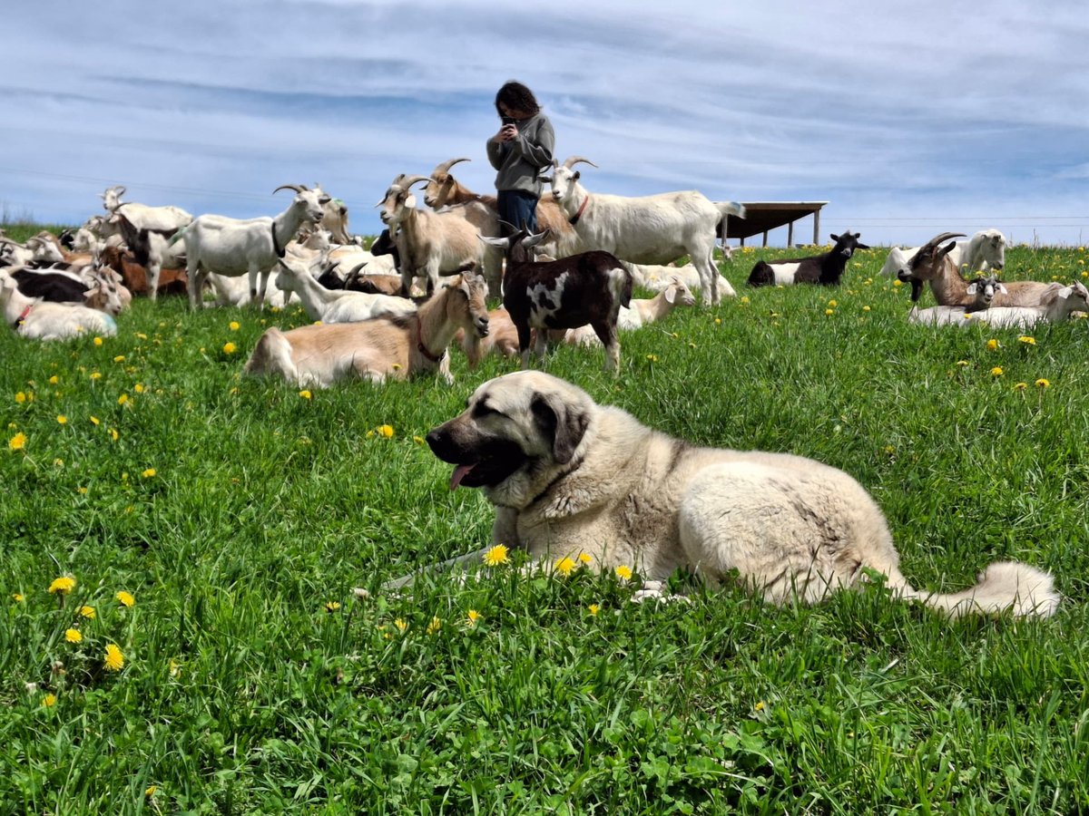 Livestock guardian dogs with the Eco-Herd