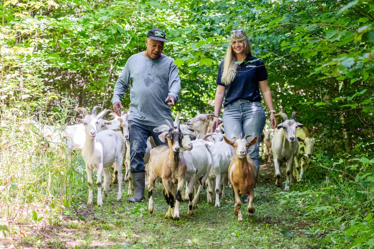 Ian Matthews walking through the woods with the Eco-Herd