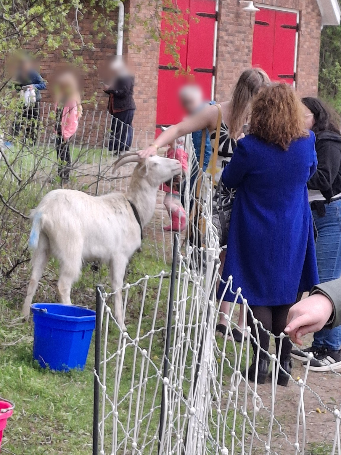 Visitors meet a goat over the fence near the historic fire hall.