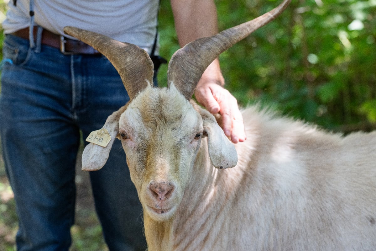 City staff interacting with a horned goat