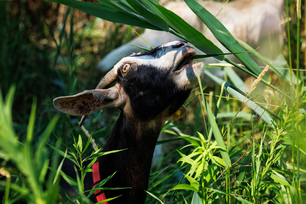The herd browsing accessible phragmites leaves and stems.